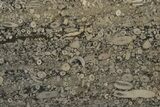 Fossil Crinoid Stems In Limestone Slab #206815-1